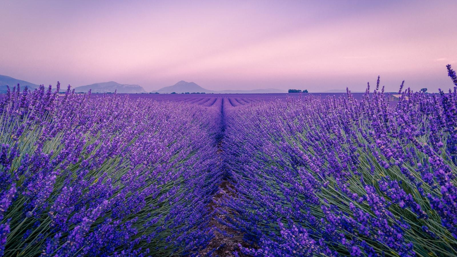 Stone farmhouse and lavender field in Provence